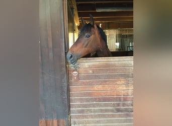 Deutsches Reitpony, Wallach, 20 Jahre, 146 cm, Brauner