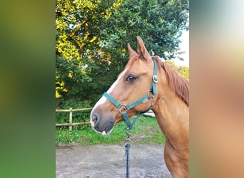 Deutsches Reitpony, Wallach, 20 Jahre, 147 cm, Fuchs
