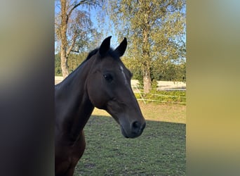 Deutsches Reitpony, Wallach, 20 Jahre, 148 cm, Dunkelbrauner