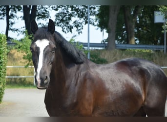 Deutsches Reitpony, Wallach, 20 Jahre, 153 cm, Rappe