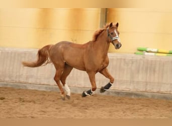 Deutsches Reitpony, Wallach, 20 Jahre, 154 cm, Fuchs