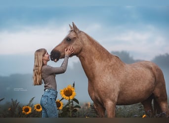 Deutsches Reitpony, Wallach, 20 Jahre, Palomino