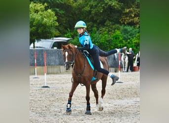 Deutsches Reitpony, Wallach, 21 Jahre, 140 cm, Fuchs