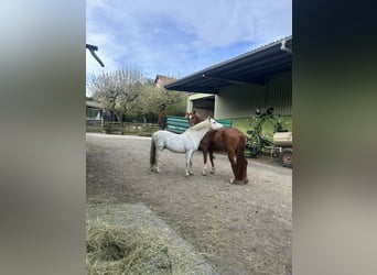 Deutsches Reitpony, Wallach, 21 Jahre, 142 cm, Schimmel