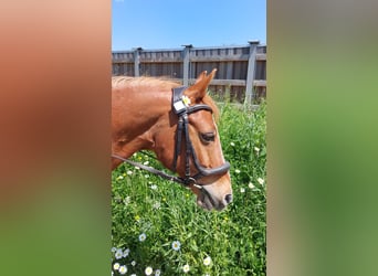 Deutsches Reitpony, Wallach, 21 Jahre, 143 cm, Fuchs