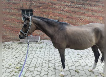 Deutsches Reitpony, Wallach, 21 Jahre, 145 cm, Brauner