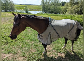 Deutsches Reitpony, Wallach, 21 Jahre, 145 cm, Brauner