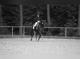 Deutsches Reitpony, Wallach, 21 Jahre, 148 cm, Dunkelfuchs
