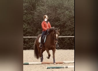 Deutsches Reitpony, Wallach, 21 Jahre, 148 cm, Dunkelfuchs