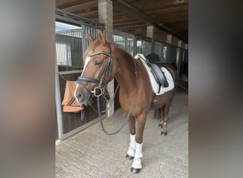 Deutsches Reitpony, Wallach, 21 Jahre, 148 cm, Dunkelfuchs