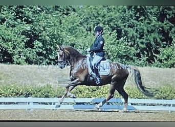Deutsches Reitpony, Wallach, 21 Jahre, 148 cm, Dunkelfuchs