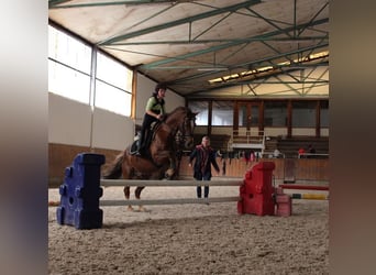 Deutsches Reitpony, Wallach, 21 Jahre, 148 cm, Dunkelfuchs