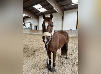 Deutsches Reitpony, Wallach, 21 Jahre, 148 cm, Dunkelfuchs