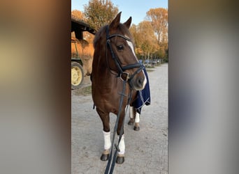Deutsches Reitpony, Wallach, 21 Jahre, 148 cm, Dunkelfuchs