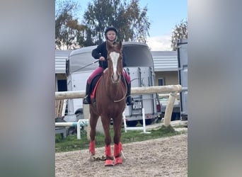 Deutsches Reitpony, Wallach, 21 Jahre, 148 cm, Fuchs