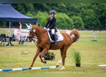 Deutsches Reitpony, Wallach, 21 Jahre, 148 cm, Fuchs