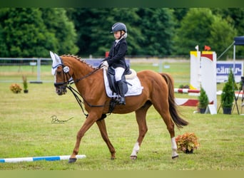 Deutsches Reitpony, Wallach, 21 Jahre, 148 cm, Fuchs