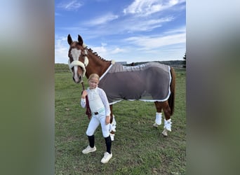 Deutsches Reitpony, Wallach, 21 Jahre, 148 cm, Fuchs