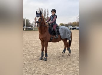 Deutsches Reitpony, Wallach, 21 Jahre, 148 cm, Fuchs