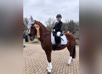 Deutsches Reitpony, Wallach, 21 Jahre, 148 cm, Fuchs