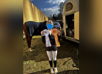 Deutsches Reitpony, Wallach, 21 Jahre, 148 cm, Fuchs