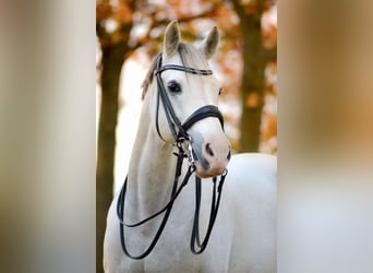 Deutsches Reitpony, Wallach, 21 Jahre, 153 cm, Schimmel