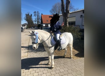 Deutsches Reitpony, Wallach, 22 Jahre, 130 cm, Schimmel