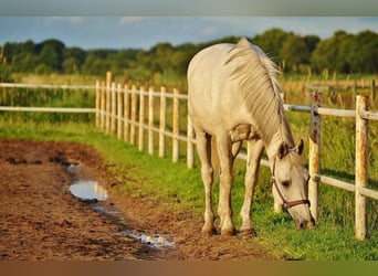 Deutsches Reitpony, Wallach, 22 Jahre, 146 cm, Schimmel