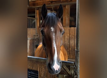 Deutsches Reitpony, Wallach, 22 Jahre, 148 cm, Dunkelbrauner