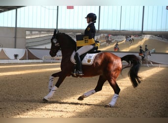 Deutsches Reitpony, Wallach, 22 Jahre, 148 cm, Dunkelbrauner