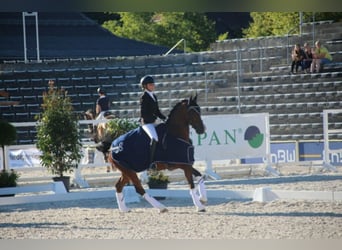 Deutsches Reitpony, Wallach, 22 Jahre, 148 cm, Dunkelbrauner