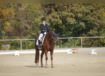 Deutsches Reitpony, Wallach, 22 Jahre, 148 cm, Dunkelfuchs