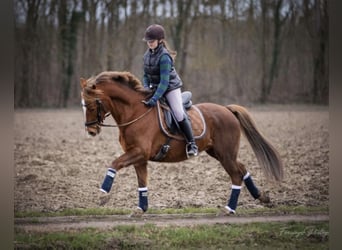 Deutsches Reitpony, Wallach, 22 Jahre, 148 cm, Dunkelfuchs