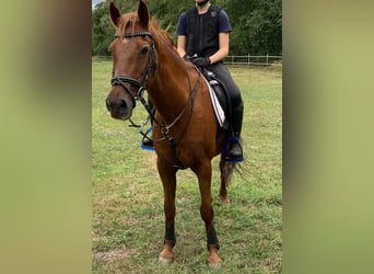 Deutsches Reitpony, Wallach, 23 Jahre, 143 cm, Fuchs