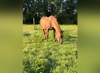 Deutsches Reitpony, Wallach, 23 Jahre, 152 cm, Fuchs