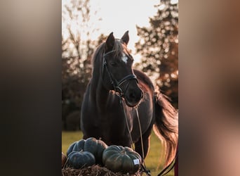 Deutsches Reitpony, Wallach, 23 Jahre, Dunkelfuchs