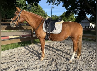 Deutsches Reitpony Mix, Wallach, 24 Jahre, 148 cm, Fuchs