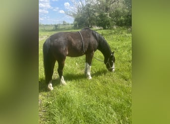 Deutsches Reitpony, Wallach, 24 Jahre, 150 cm, Brauner