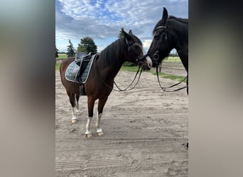 Deutsches Reitpony, Wallach, 24 Jahre, 150 cm, Brauner