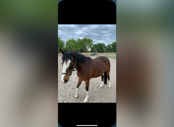 Deutsches Reitpony, Wallach, 24 Jahre, 150 cm, Brauner