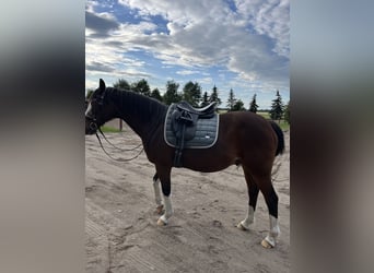 Deutsches Reitpony, Wallach, 24 Jahre, 150 cm, Brauner