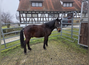 Deutsches Reitpony, Wallach, 24 Jahre, 150 cm, Dunkelbrauner
