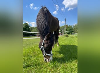 Deutsches Reitpony, Wallach, 25 Jahre, 140 cm, Dunkelbrauner