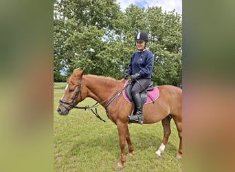 Deutsches Reitpony, Wallach, 25 Jahre, 145 cm, Fuchs