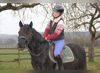 Deutsches Reitpony, Wallach, 25 Jahre, 147 cm, Rappe