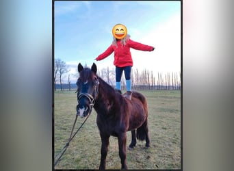 Deutsches Reitpony, Wallach, 25 Jahre, 148 cm, Schwarzbrauner