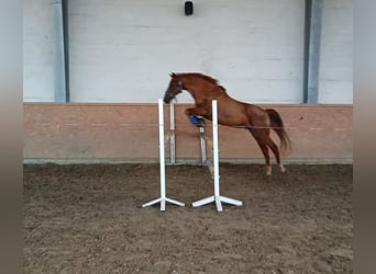 Deutsches Reitpony, Wallach, 25 Jahre, Dunkelfuchs