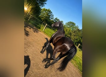 Deutsches Reitpony, Wallach, 26 Jahre, 149 cm, Schwarzbrauner