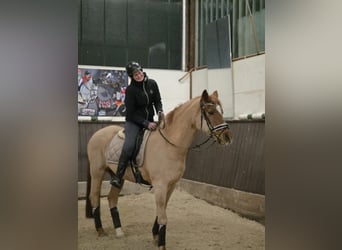 Deutsches Reitpony, Wallach, 26 Jahre, 156 cm, Fuchs
