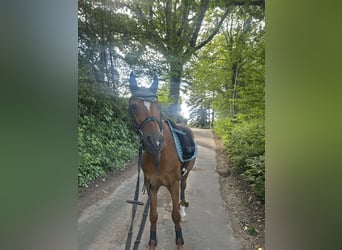 Deutsches Reitpony, Wallach, 27 Jahre, 141 cm, Fuchs